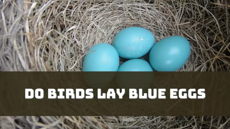 Do Birds Lay Blue Eggs