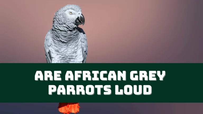 are-african-grey-parrots-loud