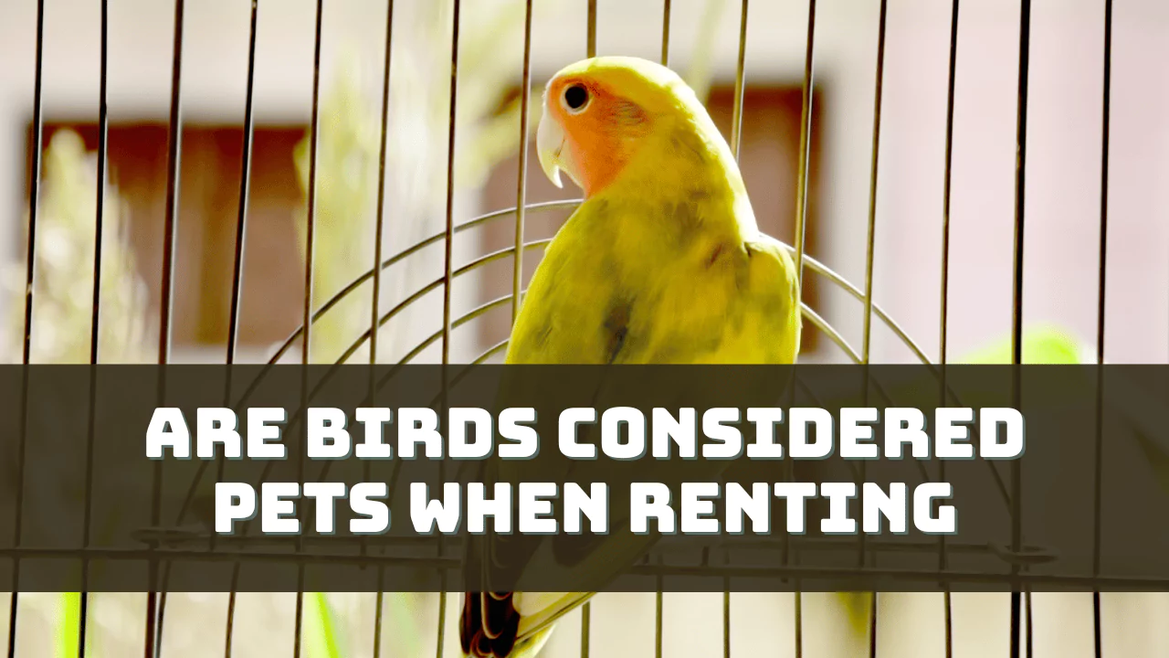 Are Birds Considered Pets When Renting