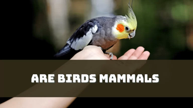 Are Birds Mammals