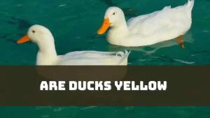 Are Ducks Yellow