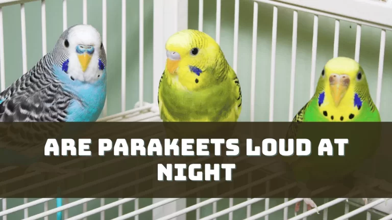 Are Parakeets Loud At Night