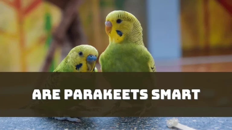 Are Parakeets Smart