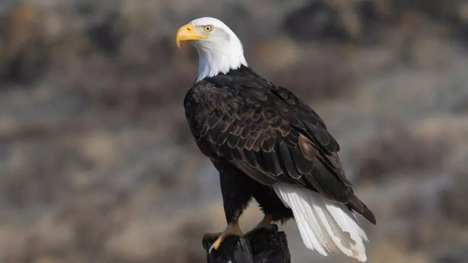 Bald Eagle