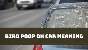 Bird Poop on Car Meaning