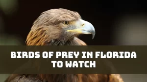 Birds Of Prey In Florida To Watch