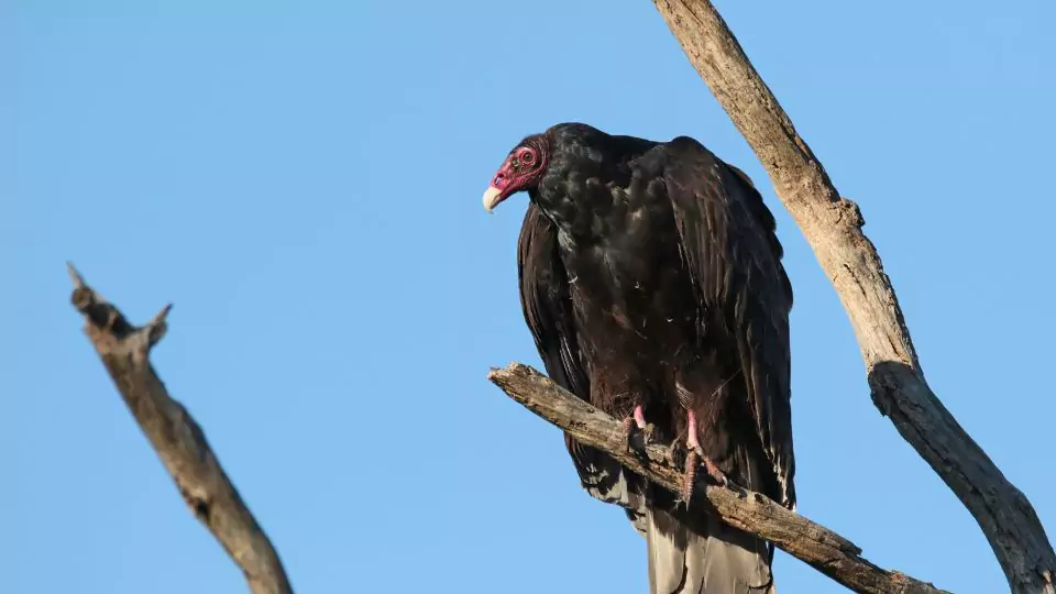 Black Vulture