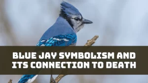 Blue Jay Symbolism and Its Connection to Death