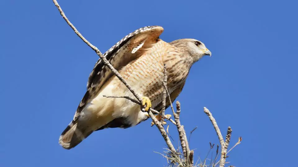 Broad-winged Hawk