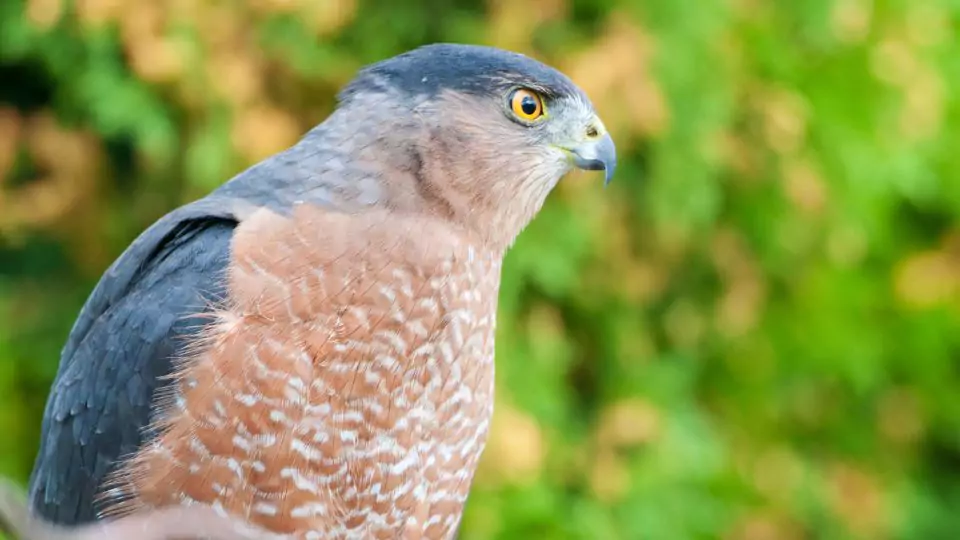 Cooper’s Hawk