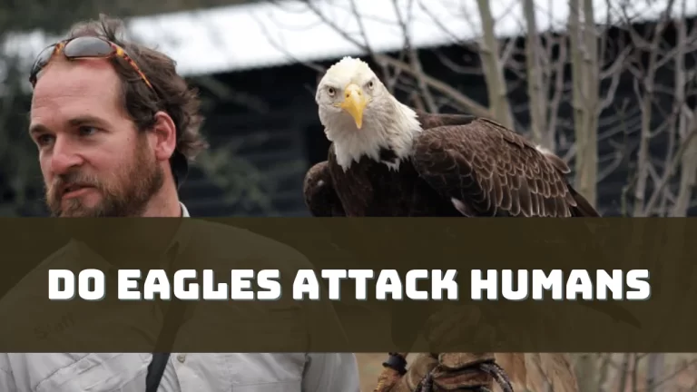 Do Eagles Attack Humans