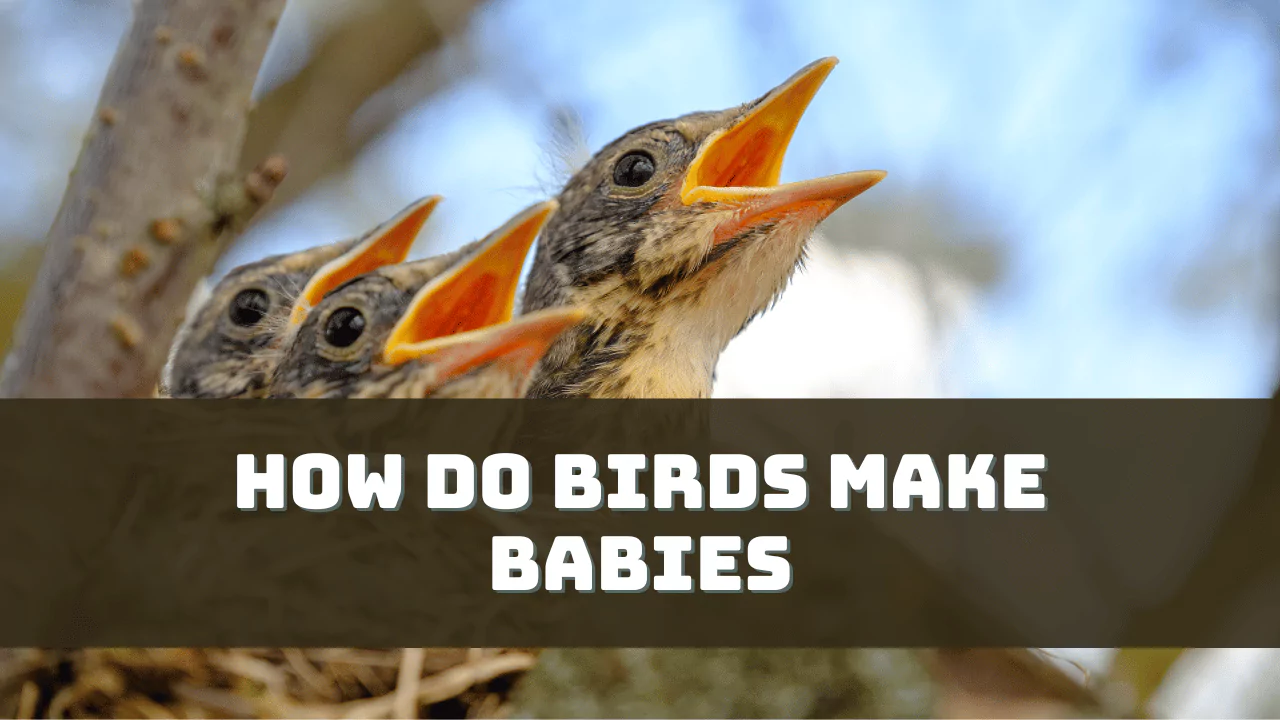 How Do Birds Make Babies