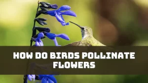 How Do Birds Pollinate Flowers