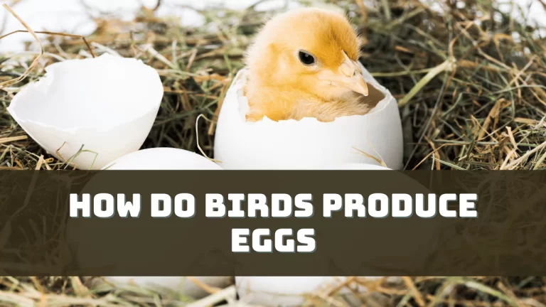 How Do Birds Produce Eggs