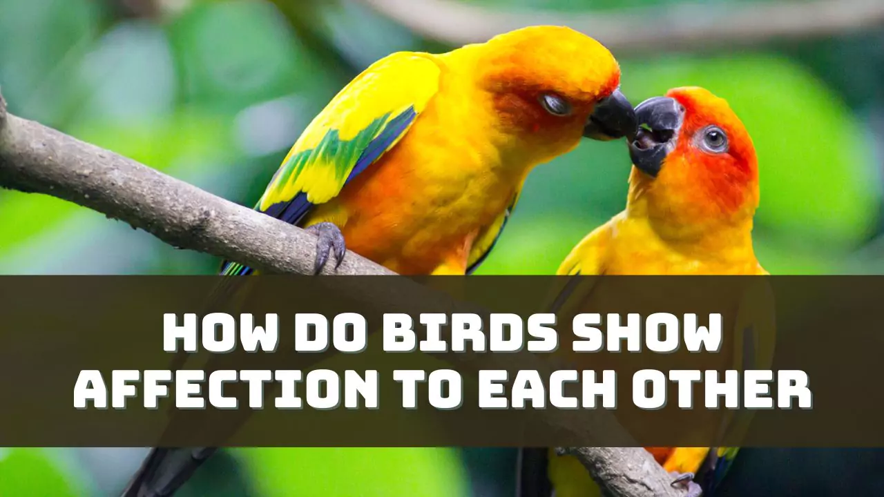 How Do Birds Show Affection To Each Other