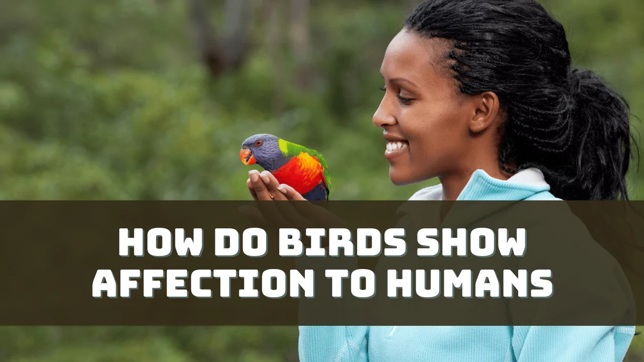 How Do Birds Show Affection to Humans