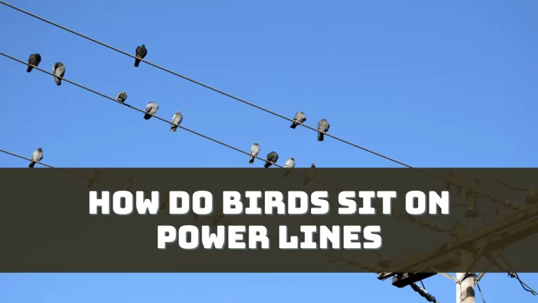 How Do Birds Sit On Power Lines