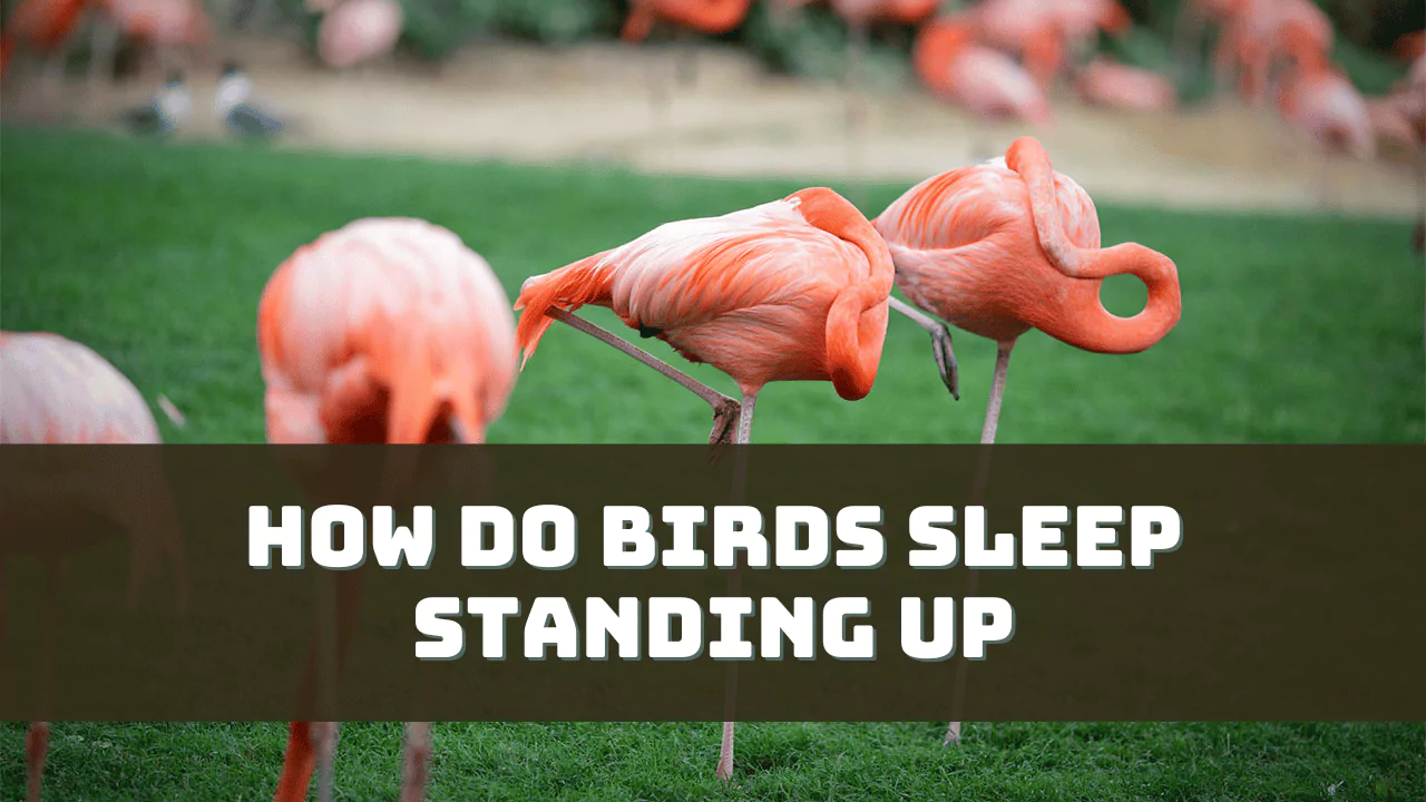 How Do Birds Sleep Standing Up