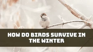 How Do Birds Survive