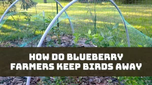 How Do Blueberry Farmers Keep Birds Away