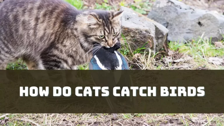 How Do Cats Catch Birds