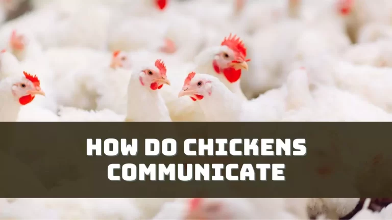 How Do Chickens Communicate