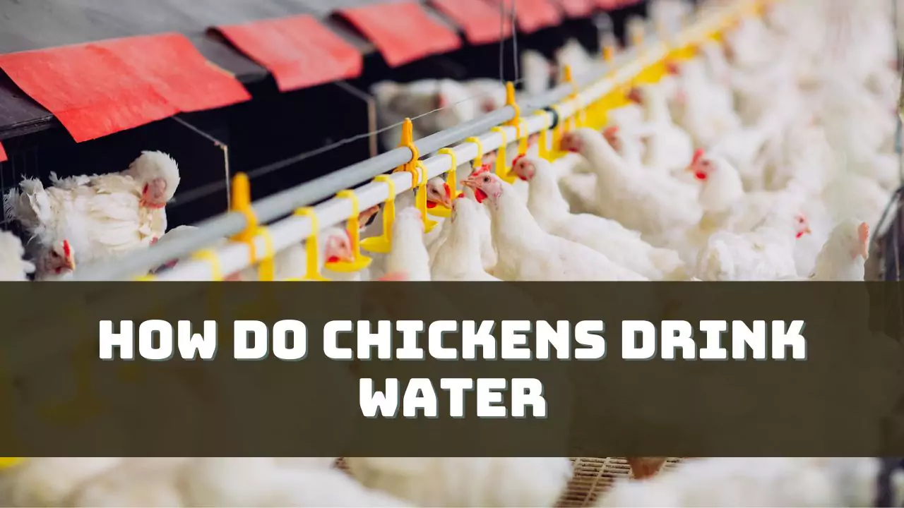 How Do Chickens Drink Water Explained 