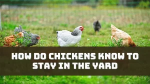 How Do Chickens Know to Stay in the Yard