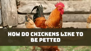 How Do Chickens Like to be Petted