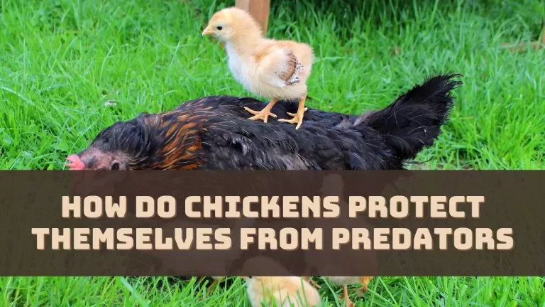 How Do Chickens Protect Themselves from Predators