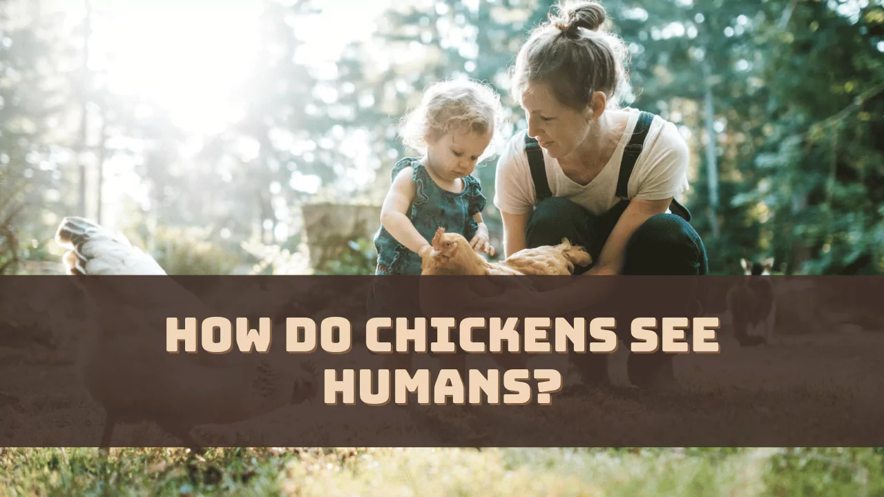 How Do Chickens See Humans