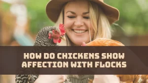 How Do Chickens Show Affection With Flocks