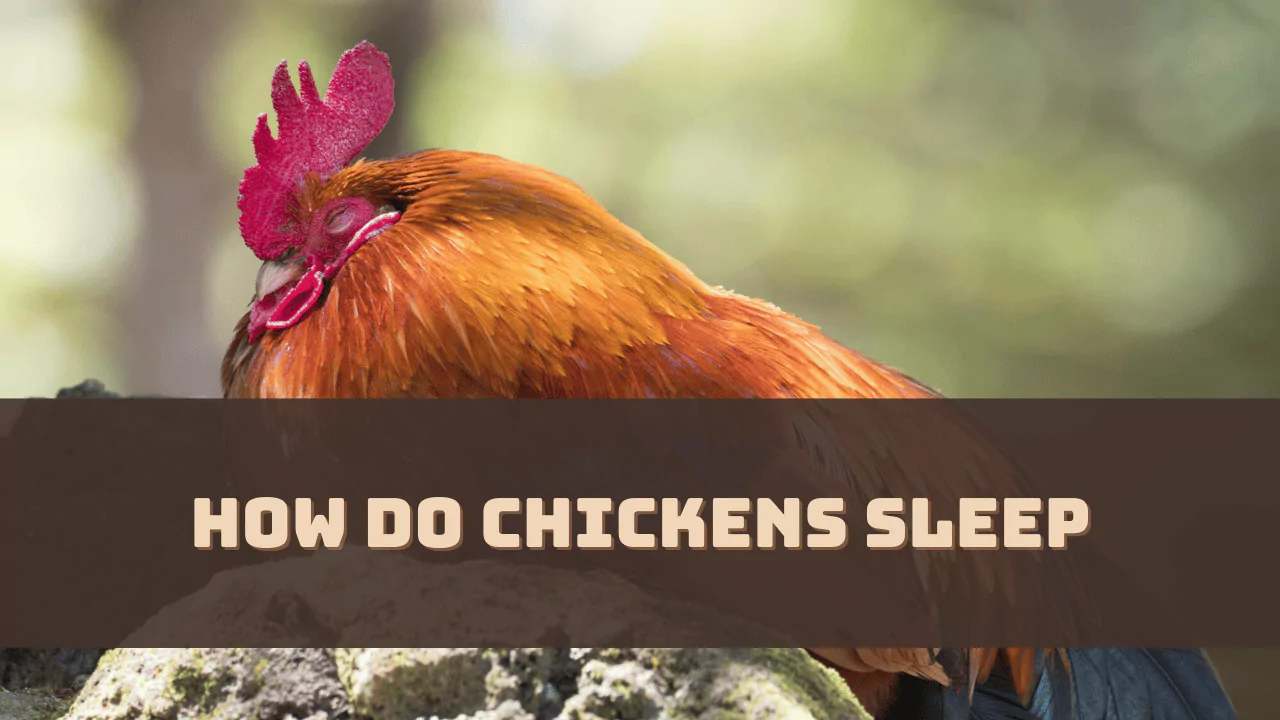 How Do Chickens Sleep