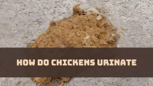 How Do Chickens Urinate