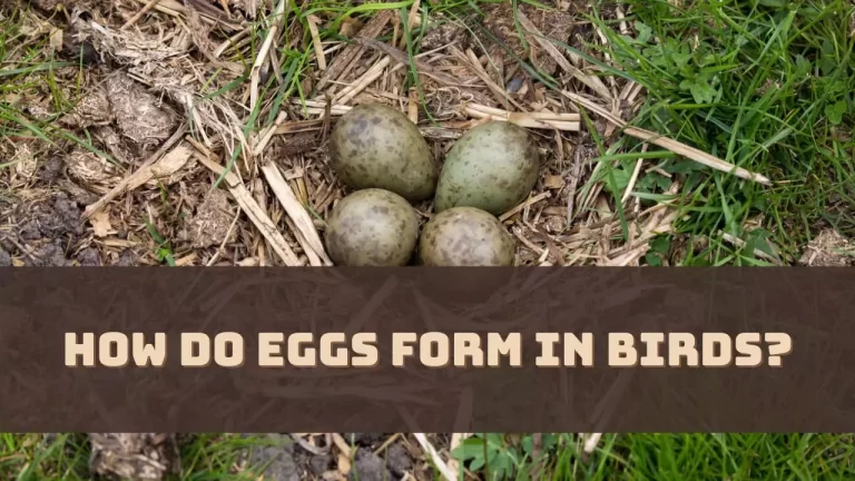 How Do Eggs Form in Birds