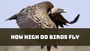 How High Do Birds Fly