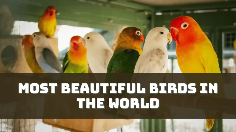 Most Beautiful Birds in The World