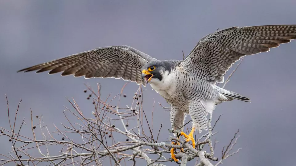 Peregrine Falcon