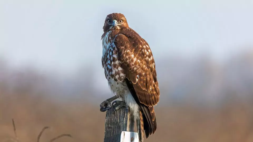 Short-tailed Hawk