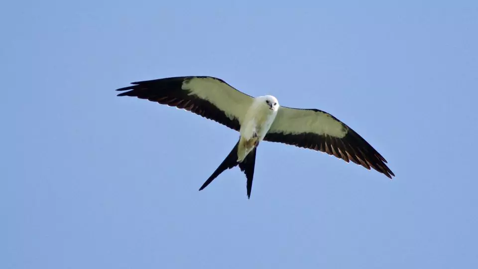 Swallow-Tailed Kite