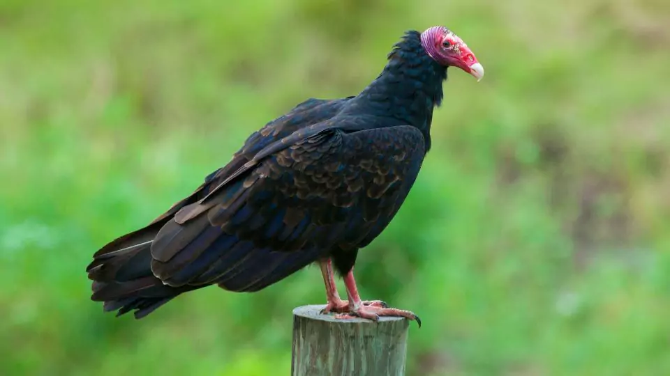 Turkey Vulture