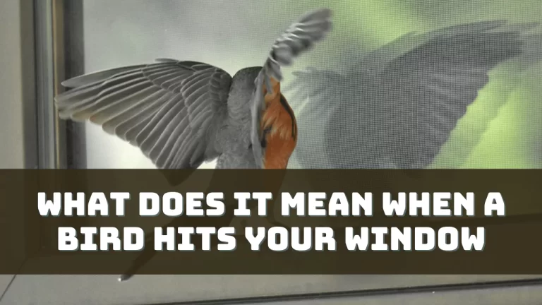 What Does It Mean When a Bird Hits Your Window