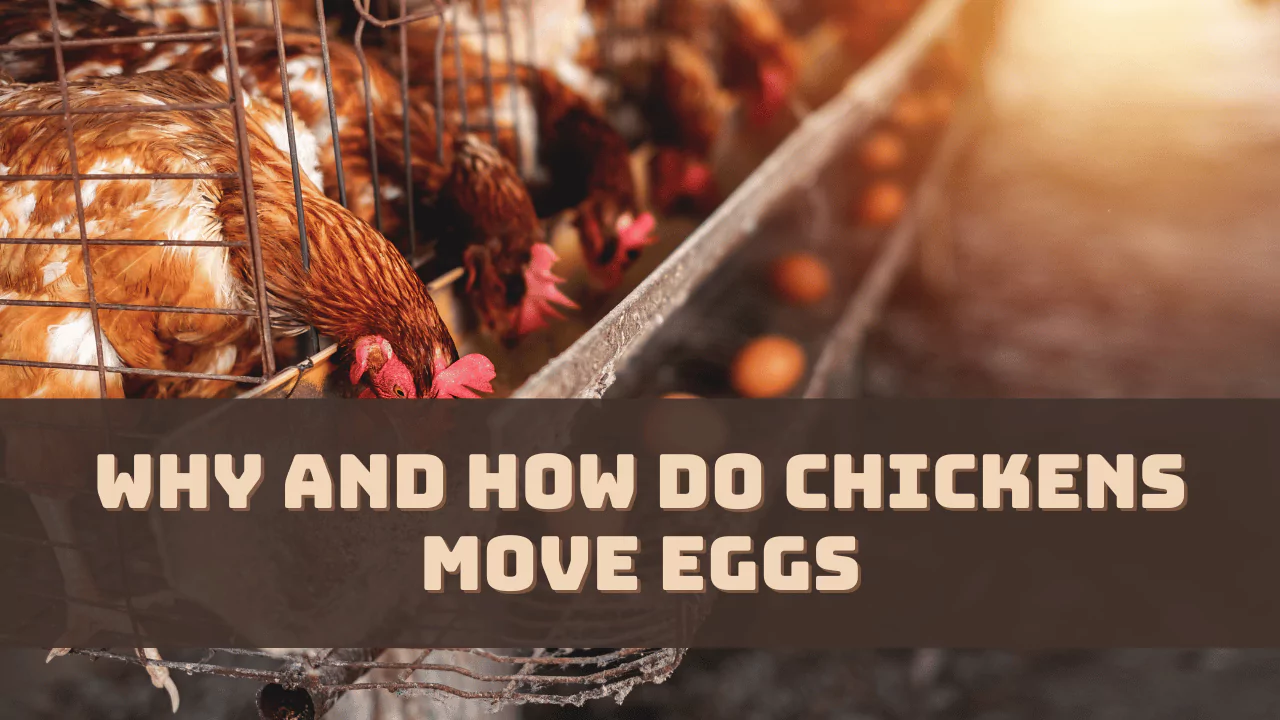 Why and How Do Chickens Move Eggs