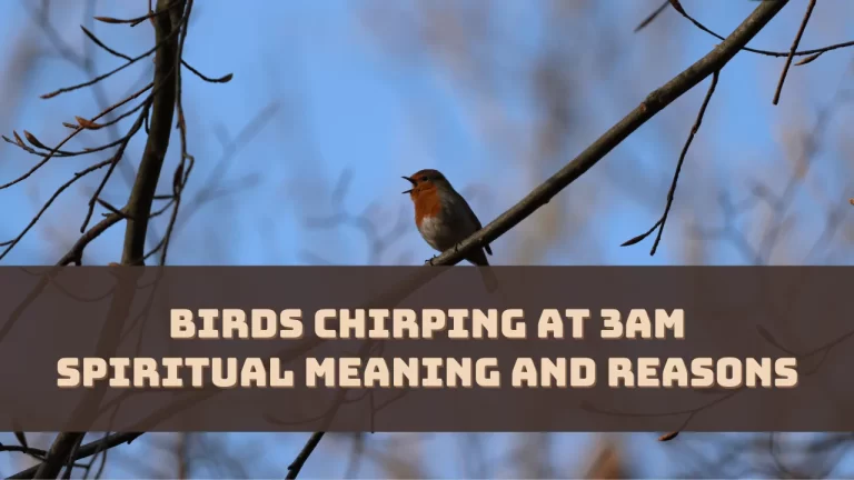 Birds Chirping at 3AM Spiritual Meaning and Reasons