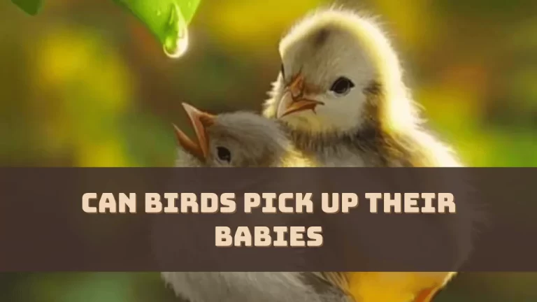 Can Birds Pick Up Their Babies