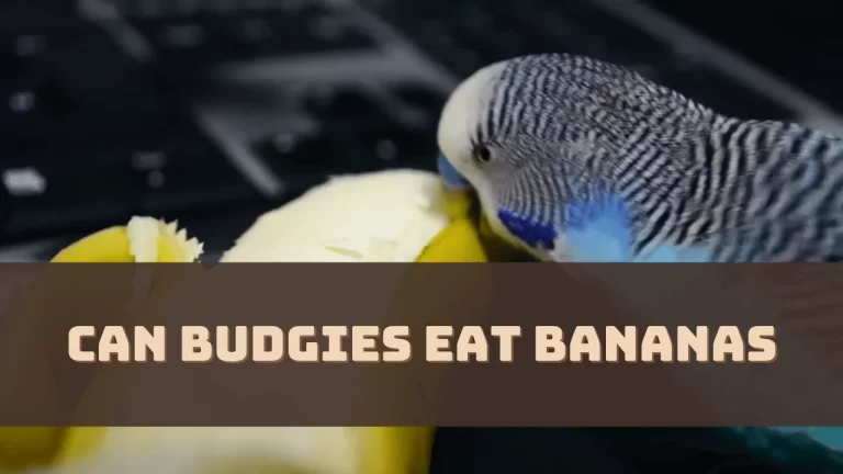 Can Budgies Eat Bananas