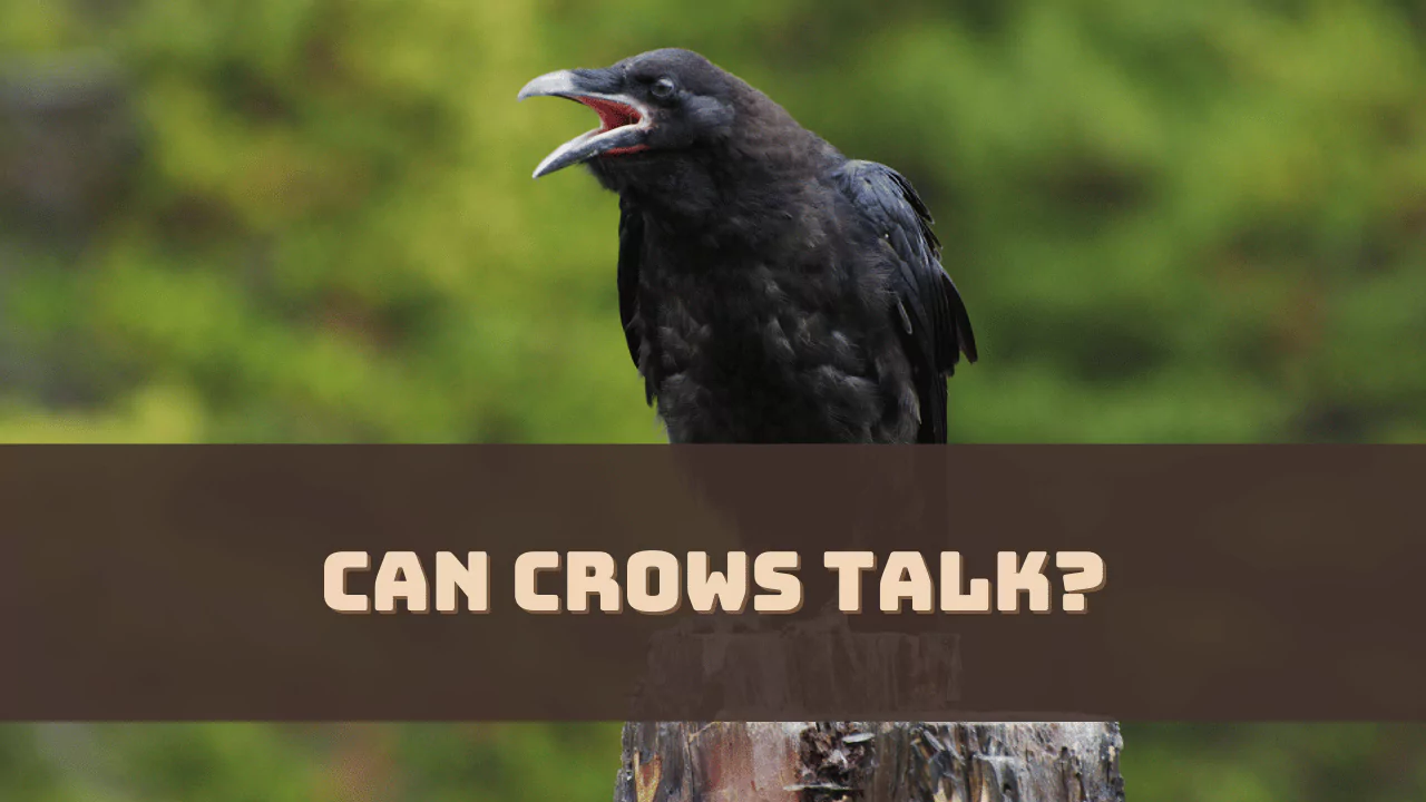 Can Crows Talk