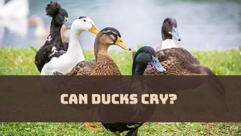 Can Ducks Cry? Understanding Duck Emotions 1 Can Ducks Cry