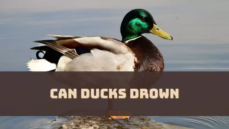 Can Ducks Drown