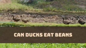 Can Ducks Eat Beans